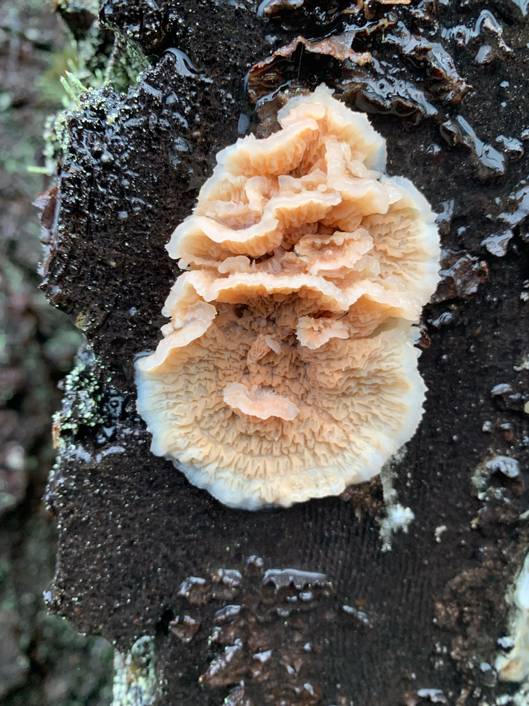 Merulius tremellosus · December 2025 · photo: © liamsteele (iNaturalist, cc-by)