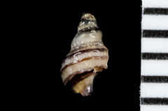 Ocinebrina