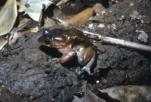 Villiers' Toad, Sclerophrys villiersi