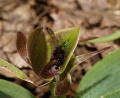 Chiloglottis jeanesii