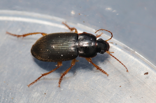 Parophonus hirsutulus