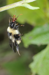 Bombus opifex