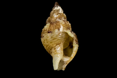 Amphissa versicolor