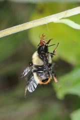 Bombus opifex