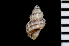 Paciocinebrina atropurpurea