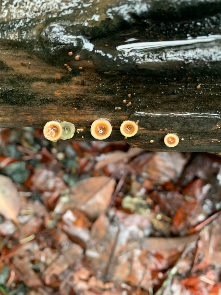 Nidula niveotomentosa · December 2025 · photo: © liamsteele (iNaturalist, cc-by)