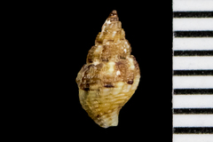 Amphissa versicolor
