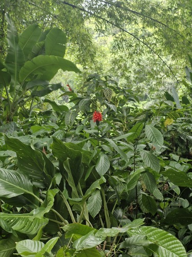 Pachystachys coccinea, photograph 3
