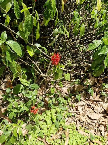 Pachystachys coccinea, photograph 2