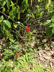 Pachystachys coccinea, photograph author not stated, no rights reserved