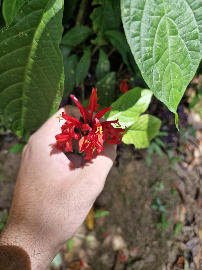 Cardinals guard (Pachystachys coccinea)