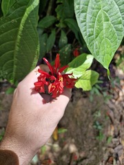 Pachystachys coccinea, photograph author not stated, no rights reserved