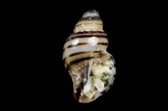 Ocinebrina