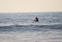 Pelecanus occidentalis