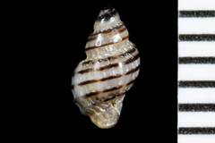 Ocinebrina