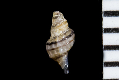 Paciocinebrina atropurpurea