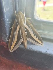 Hyles euphorbiarum