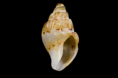 Amphissa versicolor