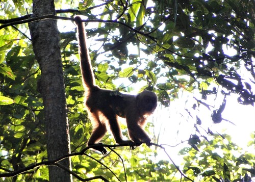 Blond Capuchin