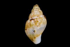 Amphissa versicolor