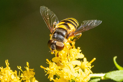 Unknown species found near Lapham Peak State Park - West
