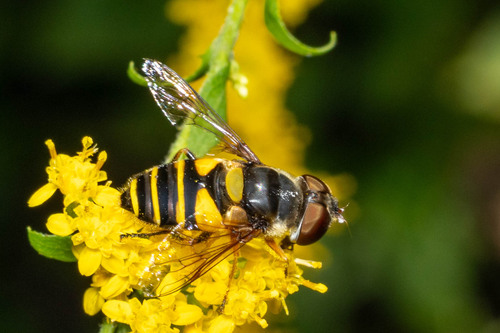 Unknown species found near Lapham Peak State Park - West