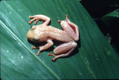 Ethiopia Reed Frog, Hyperolius balfouri