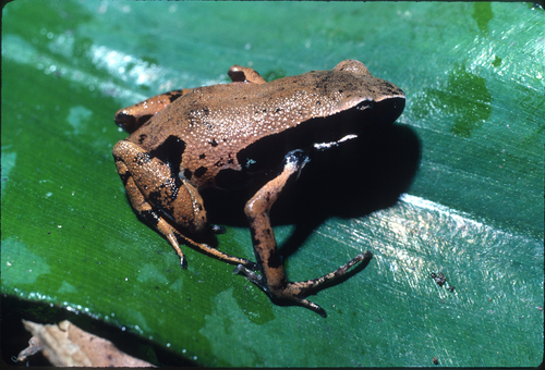 Nagel's Long-fingered Frog, Cardioglossa gratiosa