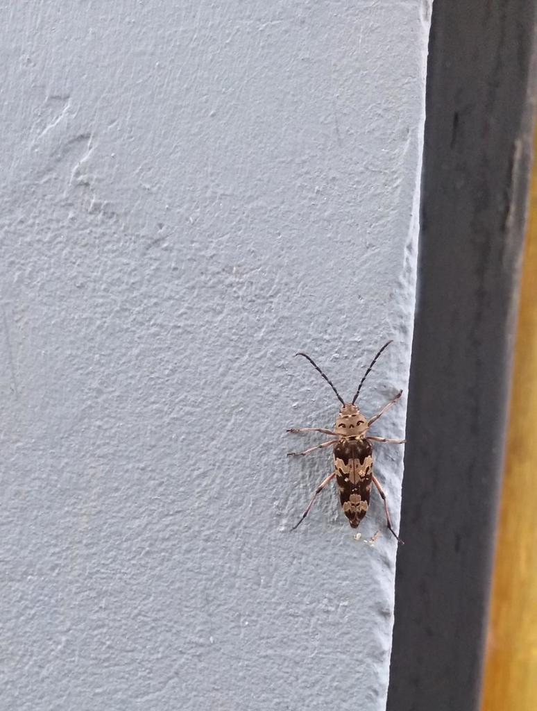 Megacyllene spinifera