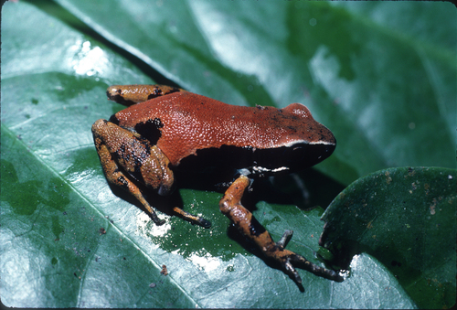 Ongot Long-fingered Frog