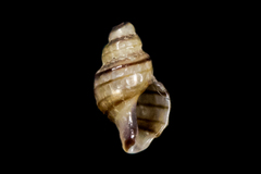 Ocinebrina