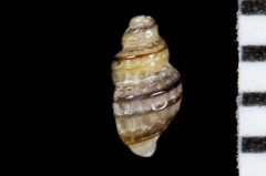 Ocinebrina