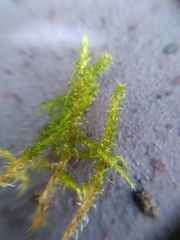 Rhytidiadelphus squarrosus
