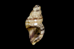 Ocinebrina