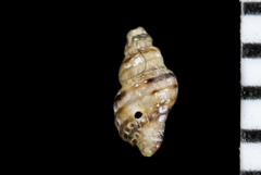 Ocinebrina