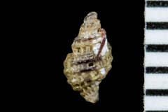 Paciocinebrina atropurpurea