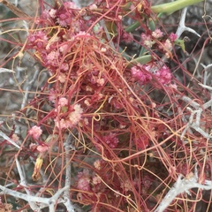 Cuscuta europaea
