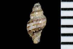 Paciocinebrina atropurpurea