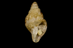 Amphissa versicolor