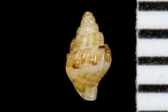 Amphissa versicolor