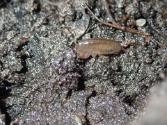 Speziorchestia grillus