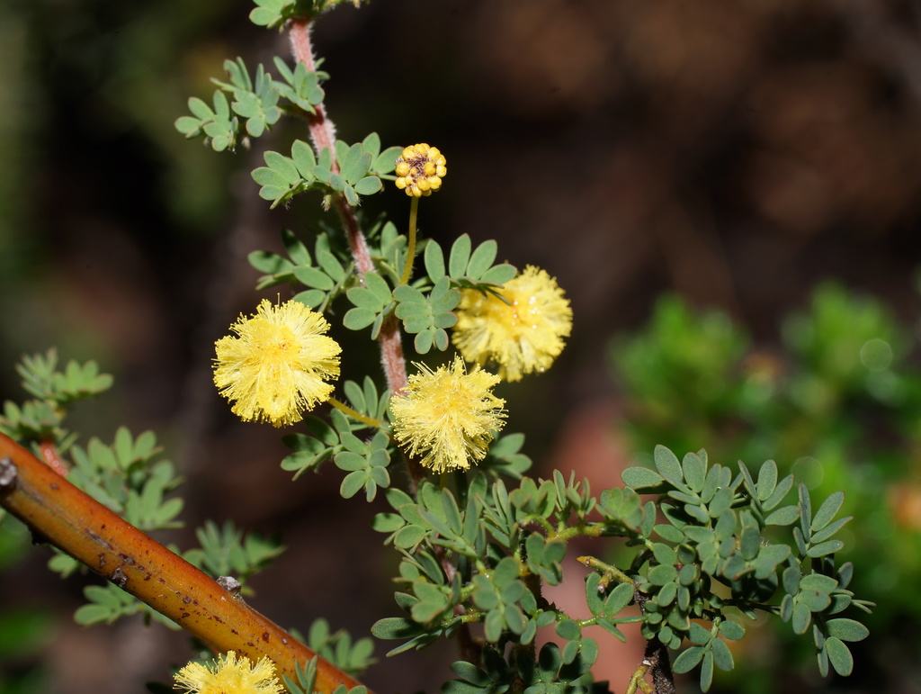 Mitchell's wattle