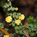 Acacia mitchellii - Photo 由 Reiner Richter 所上傳的 (c) Reiner Richter，保留部份權利CC BY-NC-SA