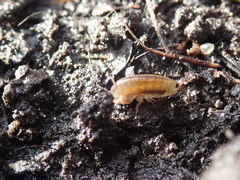 Speziorchestia grillus