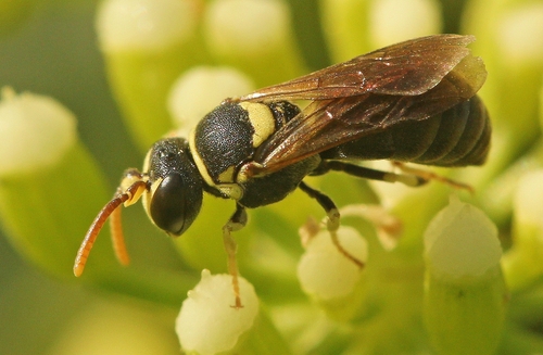 Hylaeus scutellatus