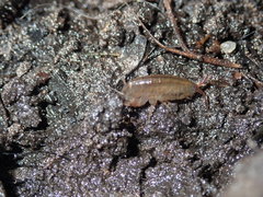 Speziorchestia grillus