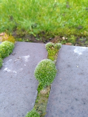 Grimmia pulvinata