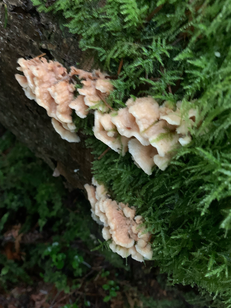 Merulius tremellosus · December 2025 · photo: © liamsteele (iNaturalist, cc-by)