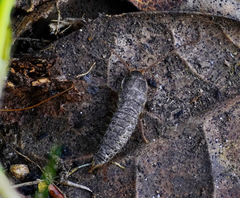 Ctenolepisma lineatum