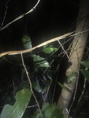 Langaha madagascariensis